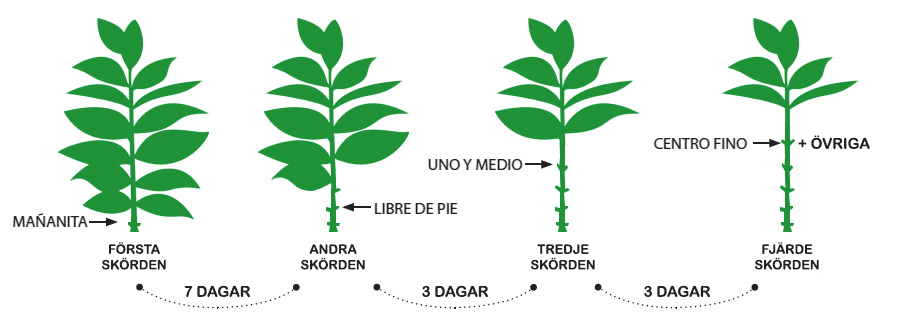 En solodlad planta illustreras här | Skörda blad för blad | Om kubanska cigarrer